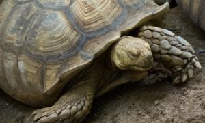 How Can You Tell if a Tortoise is Dehydrated