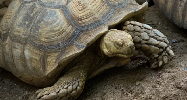 Signs of Tortoise Overheating