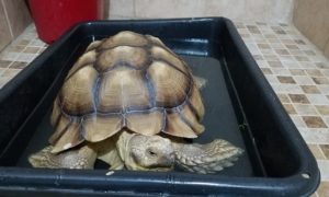 Can You Potty Train a Sulcata Tortoise?