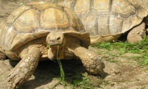How Much Does a Sulcata Tortoise Cost?