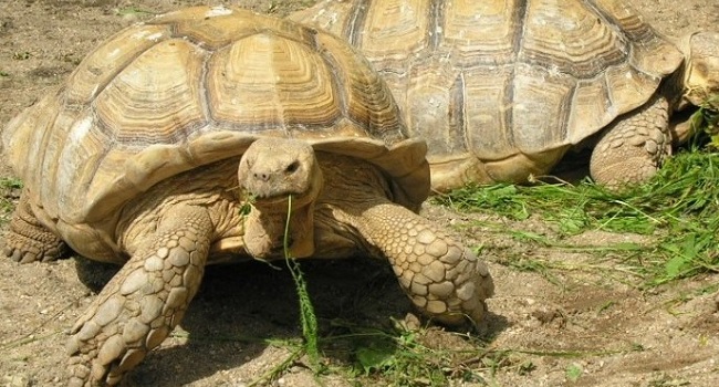 feed sulcata tortoise