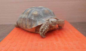 Heat Mat for Sulcata Tortoise