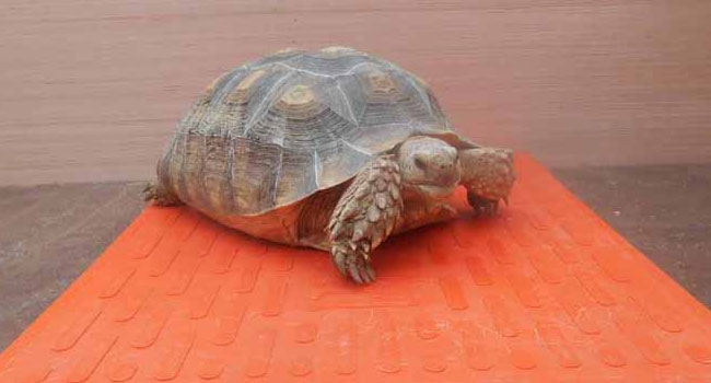 Heat Mat for Sulcata Tortoise