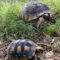 Can I House a Sulcata and Red Foot Tortoise?