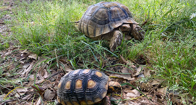 Can I House a Sulcata and Red Foot Tortoise?