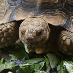 Lettuce Seeds for Sulcata Tortoise Diet