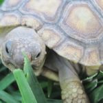 Can Baby Sulcata Tortoise Live Outside?