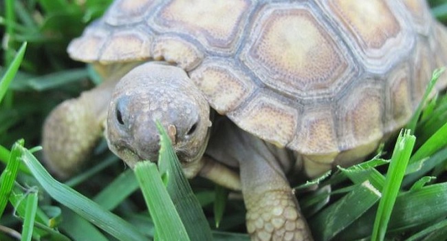 Can Baby Sulcata Tortoise Live Outside?