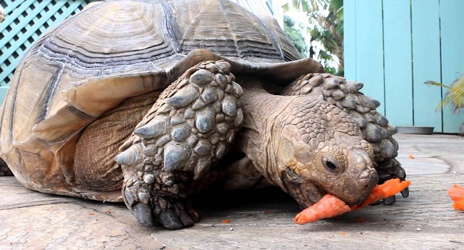 Can Sulcata Tortoises Eat Vegetables?