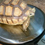 How Much Should My Pet Sulcata Weigh?