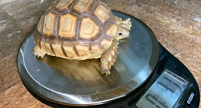 How Much Should My Pet Sulcata Weigh?