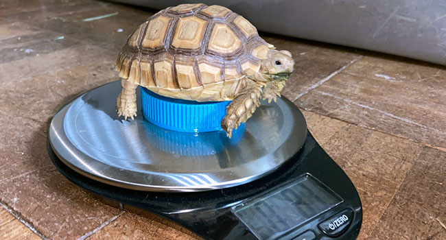 weigh baby sulcata on scale