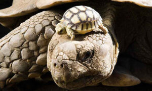 How Big Will a Sulcata Tortoise Grow in a Year?