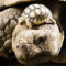 How Big Will a Sulcata Tortoise Grow in a Year?