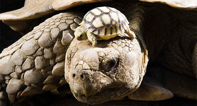 Sulcata Tortoise Lifespan