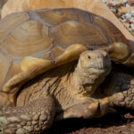 Is a Sulcata Tortoise Okay in 20-Degree Weather?