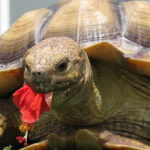 Can Sulcata Tortoise Eat Dried Hibiscus Flowers?
