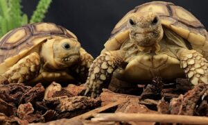 best uvb bulb for sulcata tortoise