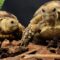 Do Sulcata Tortoises Need Companions?