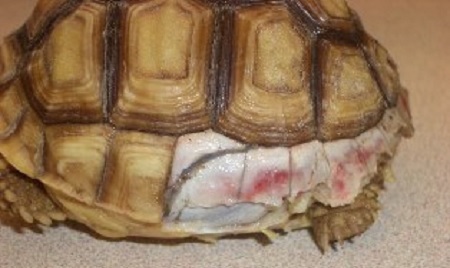 sulcata tortoise dog bite