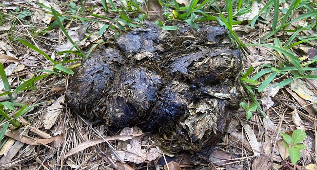 healthy sulcata tortoise poop