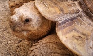 Sulcata Tortoise Foaming at the Mouth