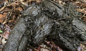 What Does Sulcata Tortoise Poop Look Like?
