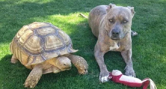 sulcata tortoise predators dog