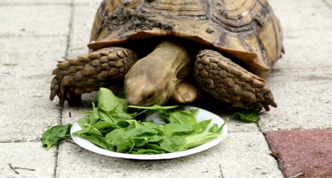 Do Turtles Eat Spinach  