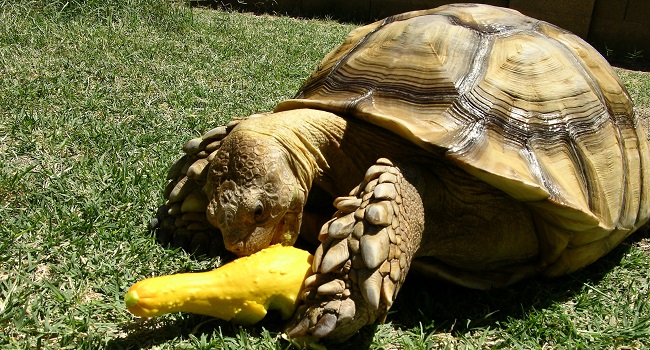 Best Vegetables for Sulcata Tortoises