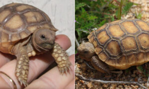 Compare Sulcata and Desert Tortoises
