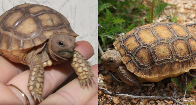 Compare Sulcata and Desert Tortoises