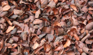 Cocoa Shell Mulch for Sulcata Tortoise