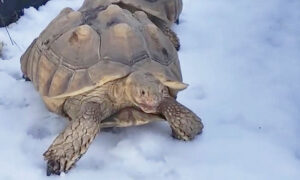 Health Problems for My Sulcata During Winter