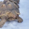 Health Problems for My Sulcata During Winter