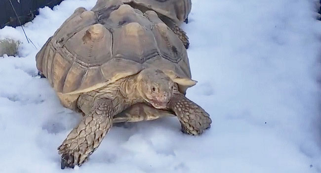 Does Sulcata Tortoise Get Cold?