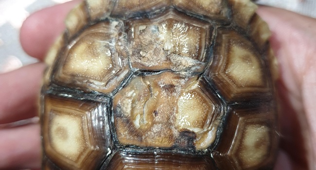 baby sulcata tortoise attacked