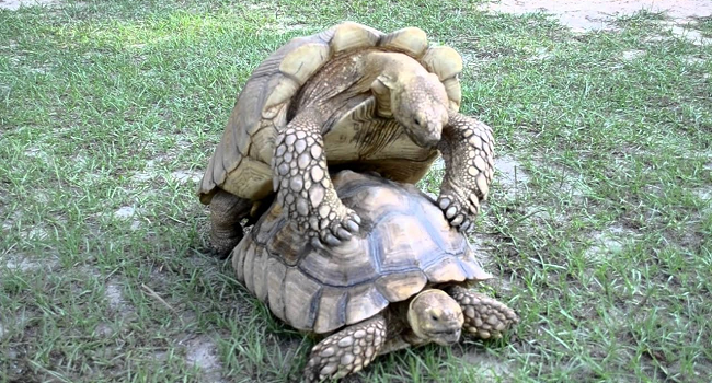 When Can Sulcata Tortoises Breed?