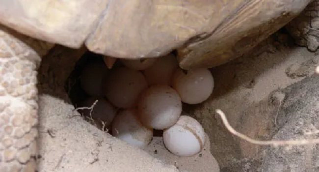 How Long are Sulcata Tortoises Pregnant