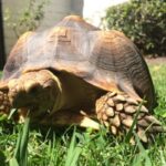 Are Sulcata Tortoises Legal in California
