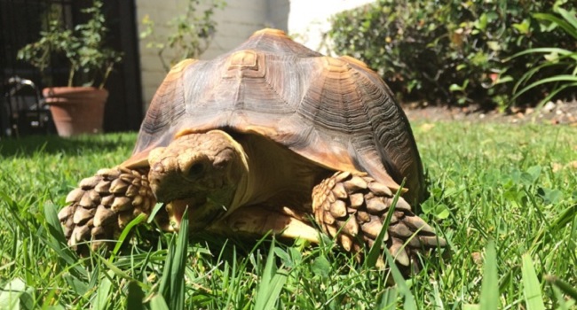 Are Sulcata Tortoises Legal in California