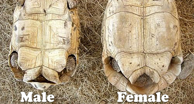 male or female sulcata