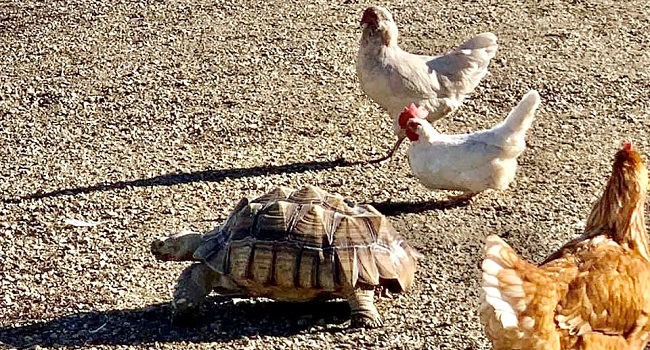 chickens pester sulcata tortoise