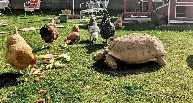 sulcata eating with chickens