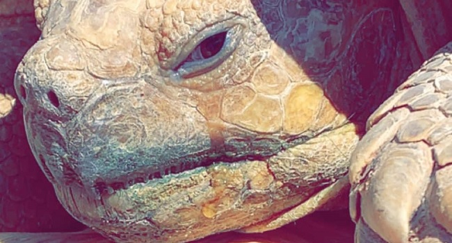 Why is My Sulcata Crying
