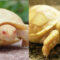 Albino Sulcata Tortoise or Ivory Sulcata