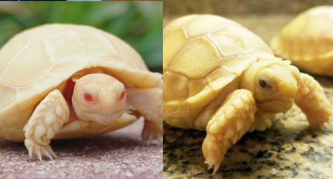 Albino Sulcata Tortoise or Ivory Sulcata