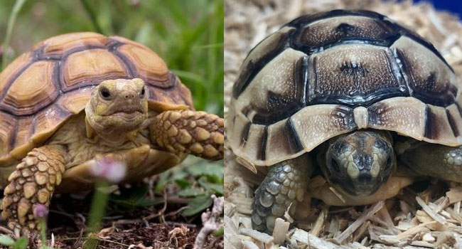 baby spurred tortoise and spurred thigh
