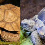 Difference Between the African Spurred Tortoise and Spur-Thighed Tortoise