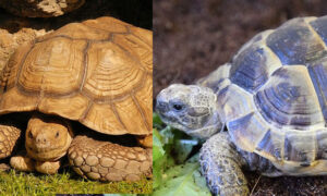 Difference Between the African Spurred Tortoise and Spur-Thighed Tortoise